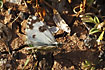 Photo ofBath White (Pontia daplidice). Photographer: 
