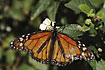 Closeup of a somewhat worn Monarch butterfly