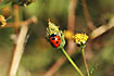 Unidentified Ladybird