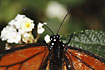 Closeup of the head of a Monarch butterfly