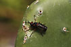 Photo of (Diptera indet.). Photographer: 