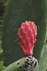 Red fruit on Prickly Pear cactus