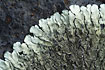 Unidentified lichen on a rock creates a beautiful pattern
