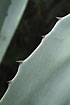 Closeup of the spikes of an Agave