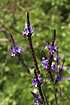 Foto af Kanarisk Lavendel (Lavendula Canariensis). Fotograf: 