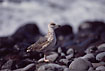 Photo ofYellow-legged Gull (Larus michahellis). Photographer: 