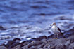 Yellow-legged Gull ponders about existence