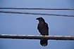 Raven (race tingitanus) on a power line