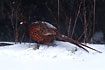 A pheasant at the forest edge