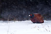 A Pheasant is trying to find some cover during a blizard