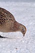 A Pheasant is looking for food in the snow