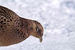 A Pheasant looking for food in the snow