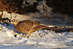 A Pheasant in the evening sun