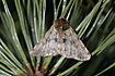 The Pale Brindled Beauty moth