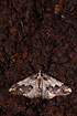 Photo ofSpring Usher (Agriopis leucophaearia). Photographer: 