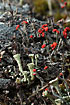 Unidentified lichen Cladonia ssp