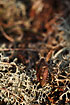 Sloe Bug on lichen