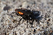 Close-up of the Spider Wasp
