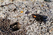 Photo ofBlack Banded Spider Wasp (Anoplius viaticus). Photographer: 