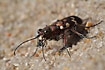 Close-up of Northern Dune Tiger Beetle