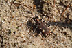 The upper side of the Northern Dune Tiger Beetle