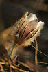 Photo of (Pulsatilla vernalis). Photographer: 