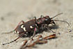 Close-up photo of the Northern Dune Tiger Beetle