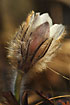Closeup of the rare Pale Pasque Flower