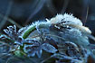 The Pale Pasque Flower is an early flower. Here it is seen with hoar frost after a cold night