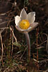 The small and fragile but extremely rare Pale Pasque Flower