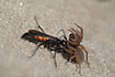 Black Banded Spider Wasp with it`s prey - a paralyzed spider