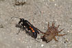 A Spider Wasp with it`s prey - a paralyzed spider