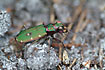 Close-up of the Green Tiger Beetle