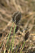 Photo ofHares-tail Cottongrass (Eriophorum vaginatum). Photographer: 