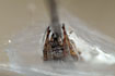 Photo ofReed orb weaver (Larinioides cornutus). Photographer: 