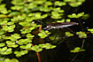 A Pond Skater is resting between the Duckweed