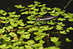 A Pond Skater is resting in the duckweed