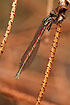 A fresh specimen of the Large Red Damselfly
