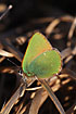 A Green Hairstreak is warming itself in the last rays of the sun on the dry grass