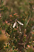 Unidentified craneflies mating