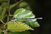 Northern Damselfly female on beech leaf
