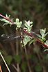 White-faced Darter hanging on a branch