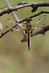 Foto af Fireplettet Libel (Libellula quadrimaculata). Fotograf: 
