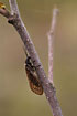 An Alderfly is resting on a branch