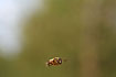 Unidentified hoverfly in the air