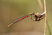 Large Red Damselfly seen from the side