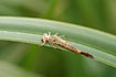 Damselfly exuvia (larva skin) - probably from Variable Damselfly