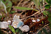 Common Blue resting on the ground