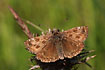 Photo ofDingy Skipper (Erynnis tages). Photographer: 