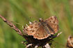Dingy Skipper is by now a rare sight in most of Denmark